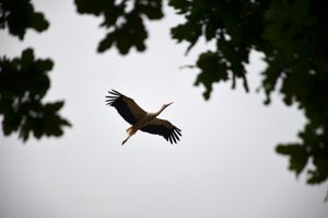DSC_0179.JPG